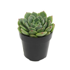 2.5" Echeveria Elfstone