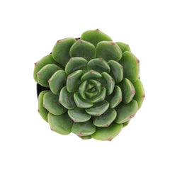 2.5" Echeveria Elfstone
