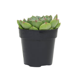 2.5" Echeveria Elfstone
