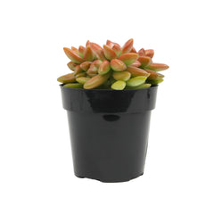 2.5” Sedum Adolphi Gold Dust