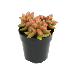 2.5” Sedum Adolphi Gold Dust