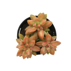 2.5” Sedum Adolphi Gold Dust