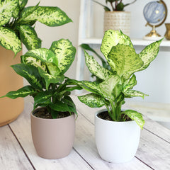 12 Pack of 4.25" Assorted Dieffenbachia