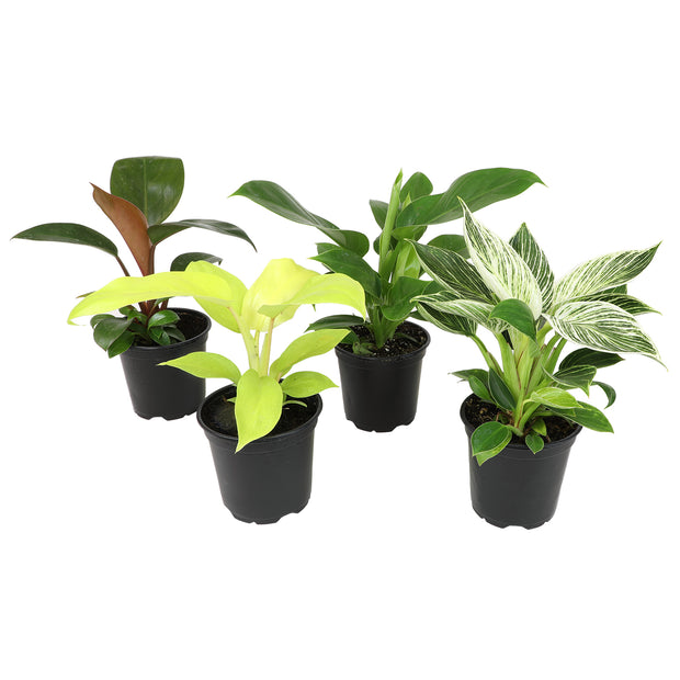 12 Pack of 4.25-Inch Assorted Philodendron