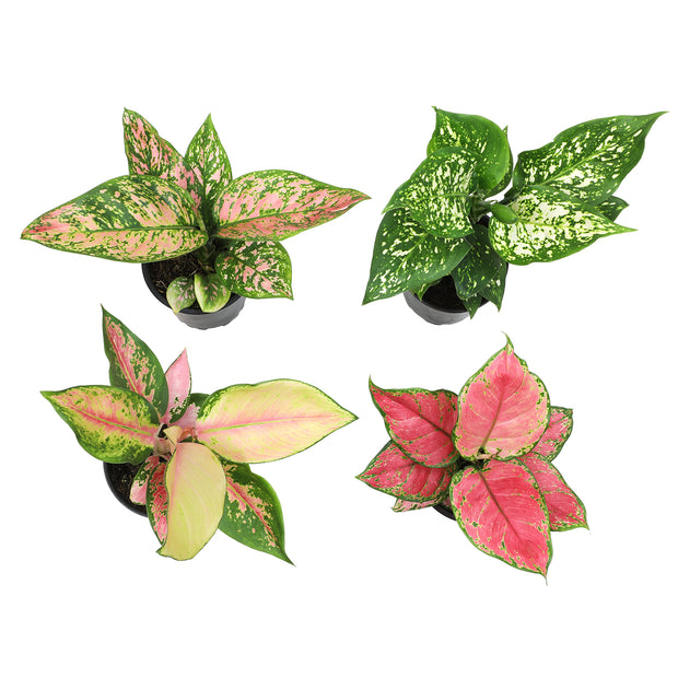 12 Pack of 4.25-inch Assorted Aglaonema