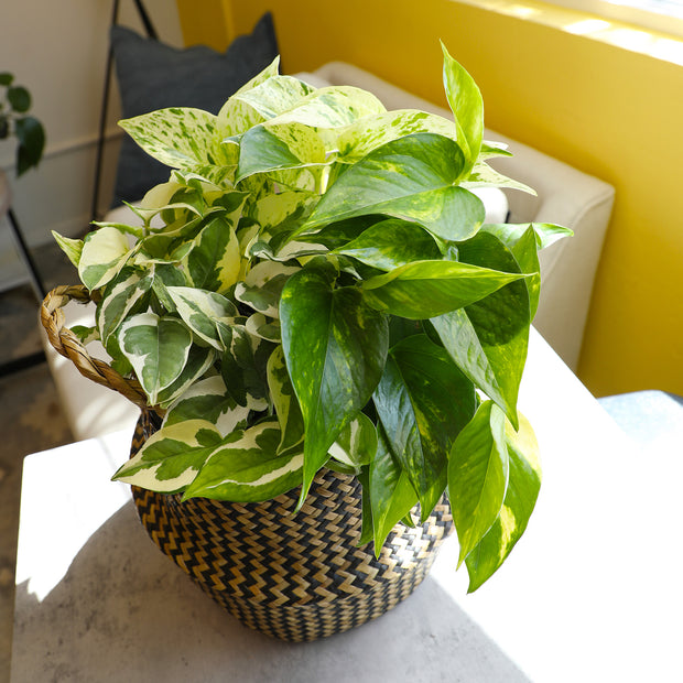 12 Pack of 4.25" Assorted Pothos