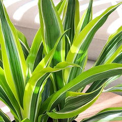 6" DRACAENA "Lemon Suprise" 6-Pack