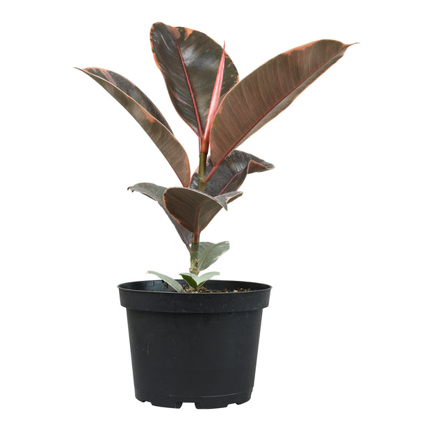 6" Assorted Ficus (6-Pack)