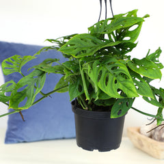 6-PACK OF 6" MONSTERA SWISS CHEESE PLANT HANGING BASKET