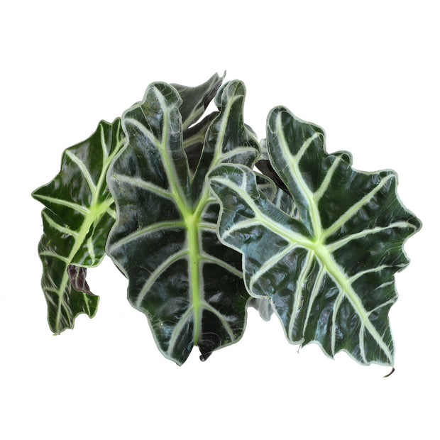 6 Pack of 6-inch ALOCASIA AMAZONICA POLLY