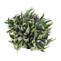 Haworthia fasciata "Zebra Plant" - 3.5"