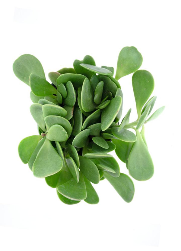 Senecio jacobsenii "Trailing Jade" - 3.5"