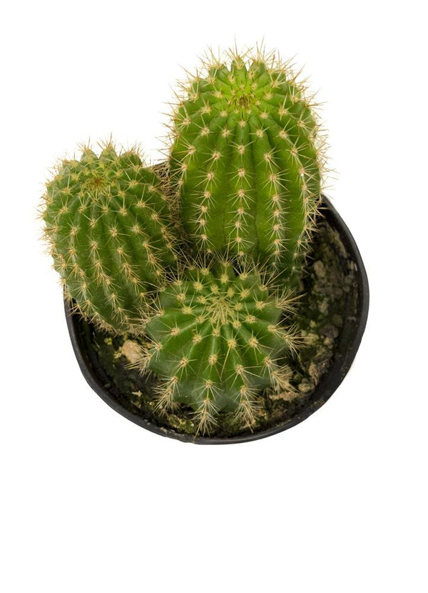 Trichocereus grandiflorus “Torch Cactus” hybrid - 3.5"