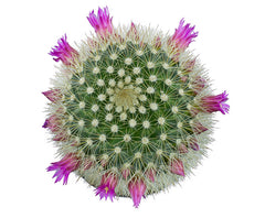 Mammillaria pilcayensis "Bristle Brush" - 2.5"