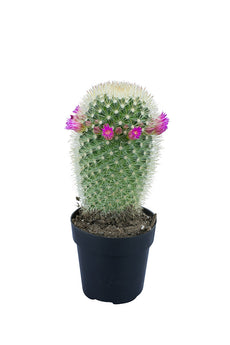 Mammillaria pilcayensis "Bristle Brush" - 2.5"
