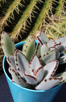Kalanchoe tomentosa 'Panda Plant' - 3.5"- Close Up