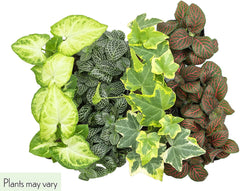 48 Pack of Assorted Foliage - 2 Inch