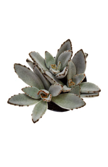 Kalanchoe tomentosa 'Panda Plant' - 3.5"- Top