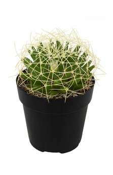 Mammillaria camptotricha "Bird's Nest" - 3.5