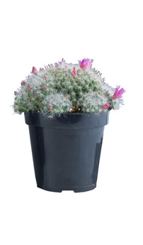 Mammillaria bocasana - 2.5"