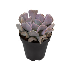 Echeveria ‘Cubic Frost’™ USPP27,527 - 3.5”