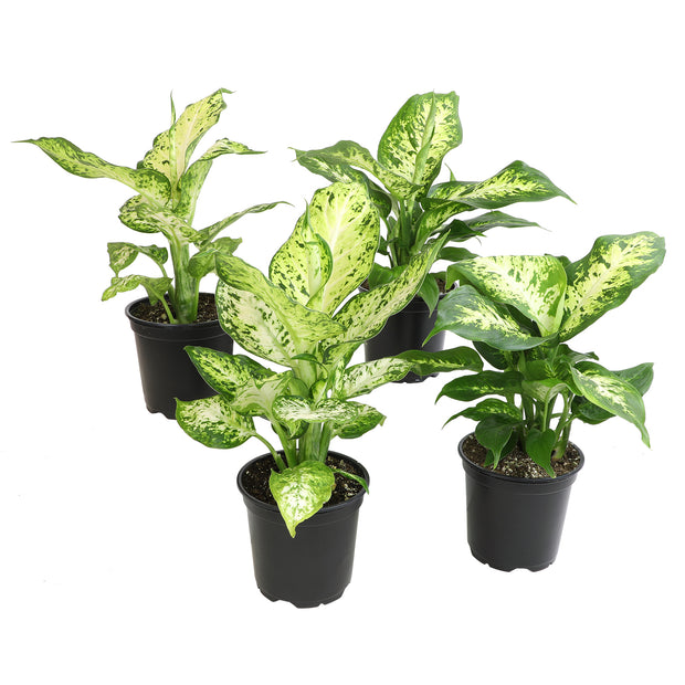 12 Pack of 4.25" Assorted Dieffenbachia