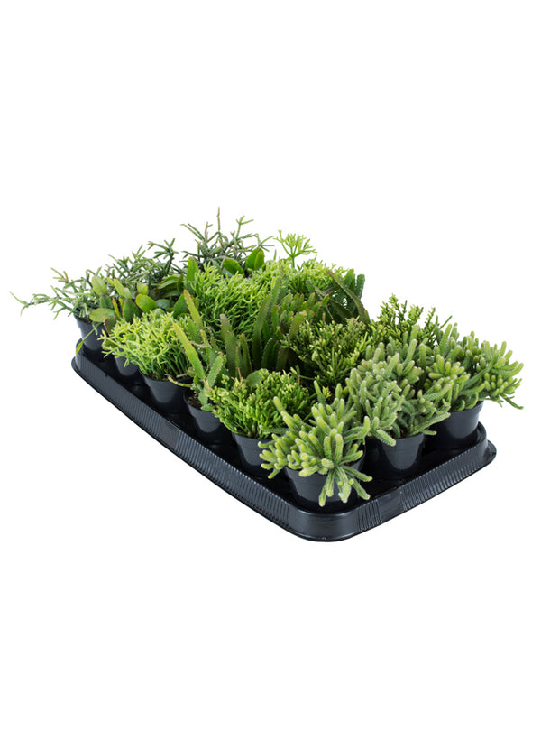 Assorted Rhipsalis Tray - 3.5"