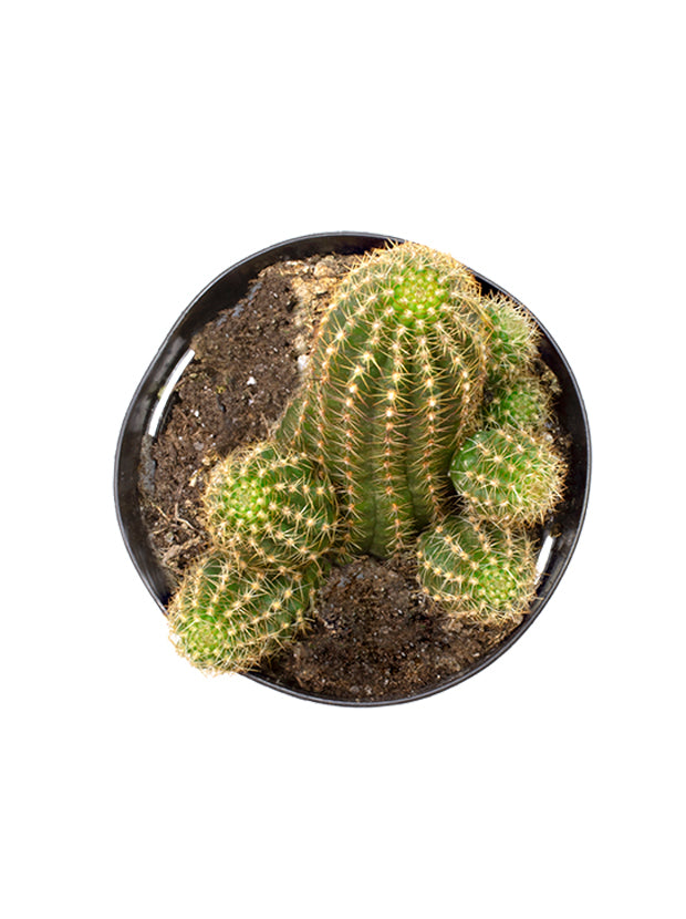 Echinopsis 'Rose Quartz' "Peanut Cactus" - 3.5"