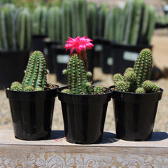 Echinopsis 'Rose Quartz' "Peanut Cactus" - 2.5"