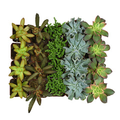 mini 2 inch succulents bulk 20 pack