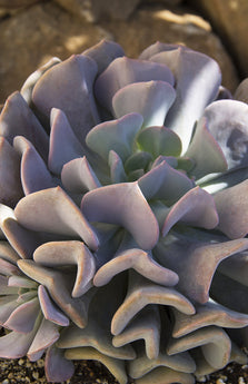 Echeveria ‘Cubic Frost’™ USPP27,527 - 3.5”
