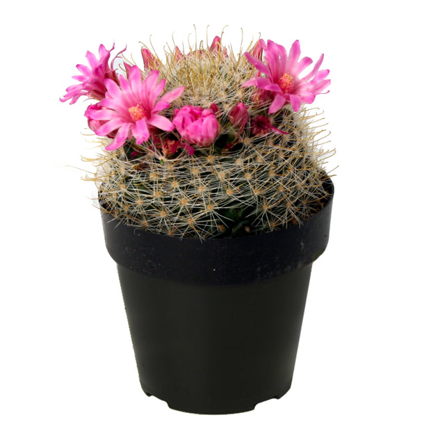 Mammillaria zeilmanniana "Pink Crown" - 3.5"
