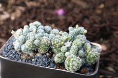 Mammillaria gracilis fragilis "Thimble Cactus" - 2.5"