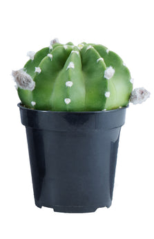 Echinopsis subdenudata ‘Dominoes’ - 3.5”
