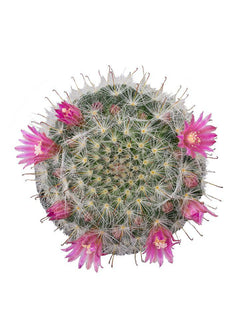 Mammillaria bocasana - 2.5"