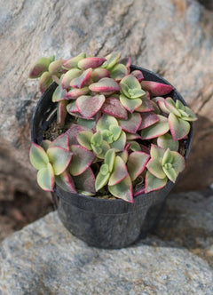 Crassula marginalis rubra ‘Variegata’ “Calico Kitten” - 3.5”