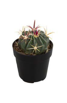 Ferocactus latispinus “Devil’s Tongue Barrel Cactus” - 3.5”