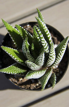 Haworthia fasciata “Zebra Plant” - 2.5”