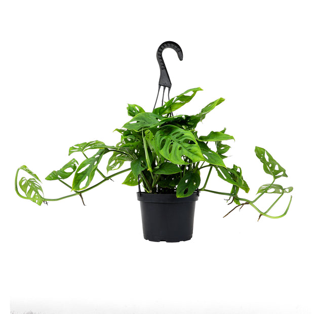 6-PACK OF 6" MONSTERA SWISS CHEESE PLANT HANGING BASKET