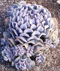 Echeveria ‘Cubic Frost’™ USPP27,527 - 3.5”
