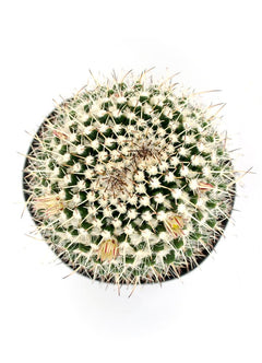 Mammillaria nejapensis “Silver Arrows” - 3.5"