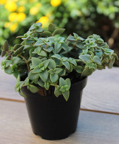 Crassula marginalis rubra ‘Variegata’ “Calico Kitten” - 3.5”