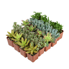 mini 2 inch succulents bulk 20 pack angle