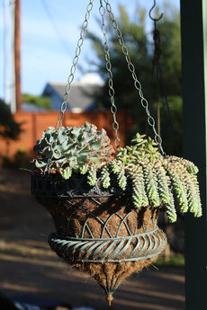 Sedum 'Burrito' - 3.5"