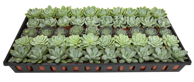 2 Inch Mint and Blue Rosette Succulents Plants Live Indoor Plants, Bulk Wedding Favors (50 Pack)