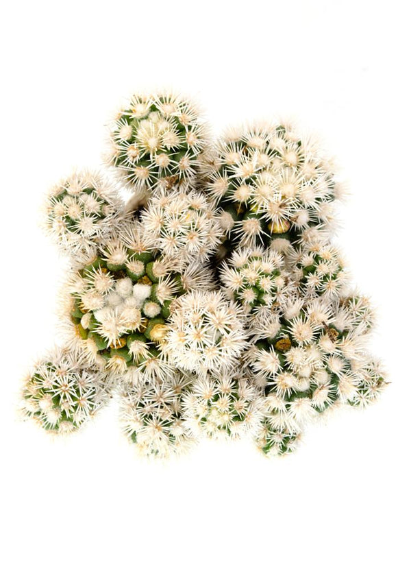 Mammillaria gracilis fragilis monstrose 'Arizona Snowcap' - 3.5"