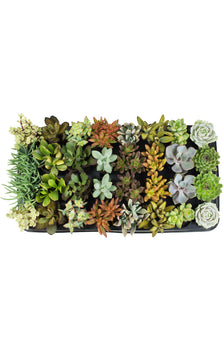 Assorted Succulents Tray - 2.5"