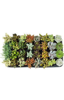 Assorted Succulents - 2.5"