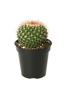 Mammillaria mystax - 2.5"