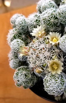 Mammillaria gracilis fragilis "Thimble Cactus" - 2.5"